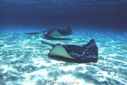 had no dive gear for this one, but as 'Singray City' is o... by Graham Ryland 